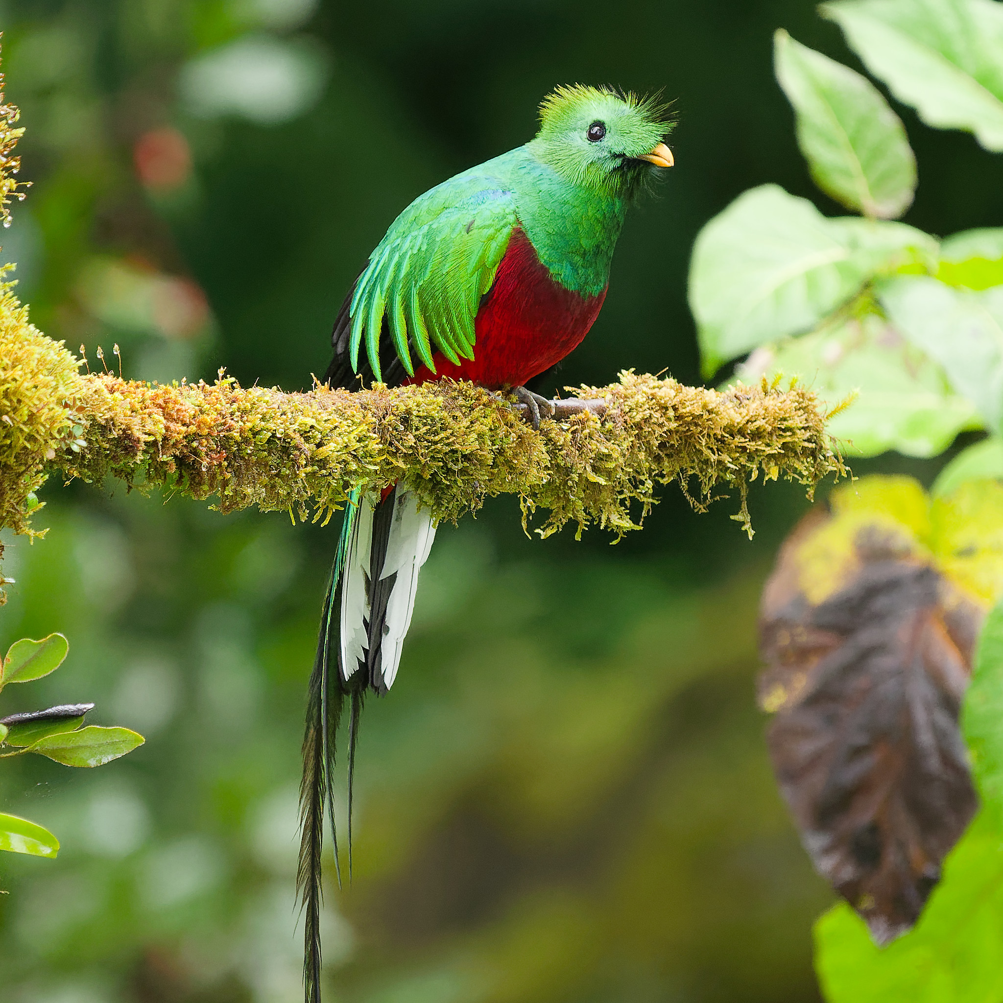 Pharomachrus mocinno / Resplendent quetzal / Quetzal